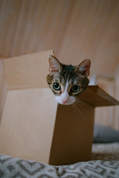 棕色纸板箱里的棕色斑猫